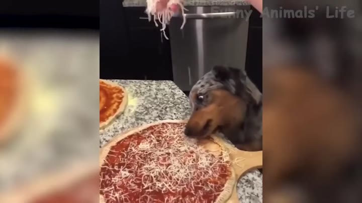 3 Minutes of Funny Animals