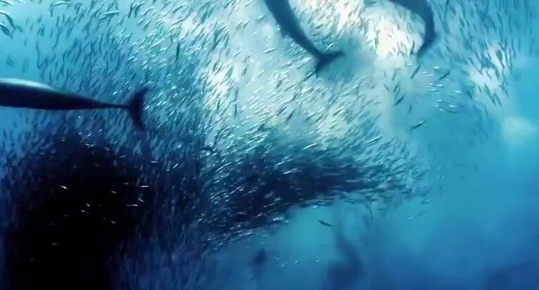 Ocean Sample Video - Copy (2)
