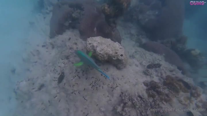 hermione-potter-koh-tao-thailand